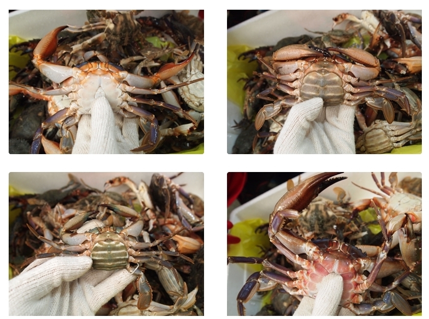 활돌게 박하지1kg 벌떡게 살아있는 돌게 돌게장 생돌게 민꽃게(조업당일발송상품) - 상세 이미지 2
