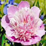 Blessing Message Soi Candle Christmas New Year Gif