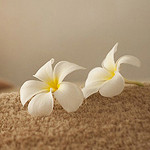 Blessing Message Soi Candle Christmas New Year Gif