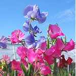 Blessing Message Soi Candle Christmas New Year Gif