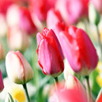 Blessing Message Soi Candle Christmas New Year Gif