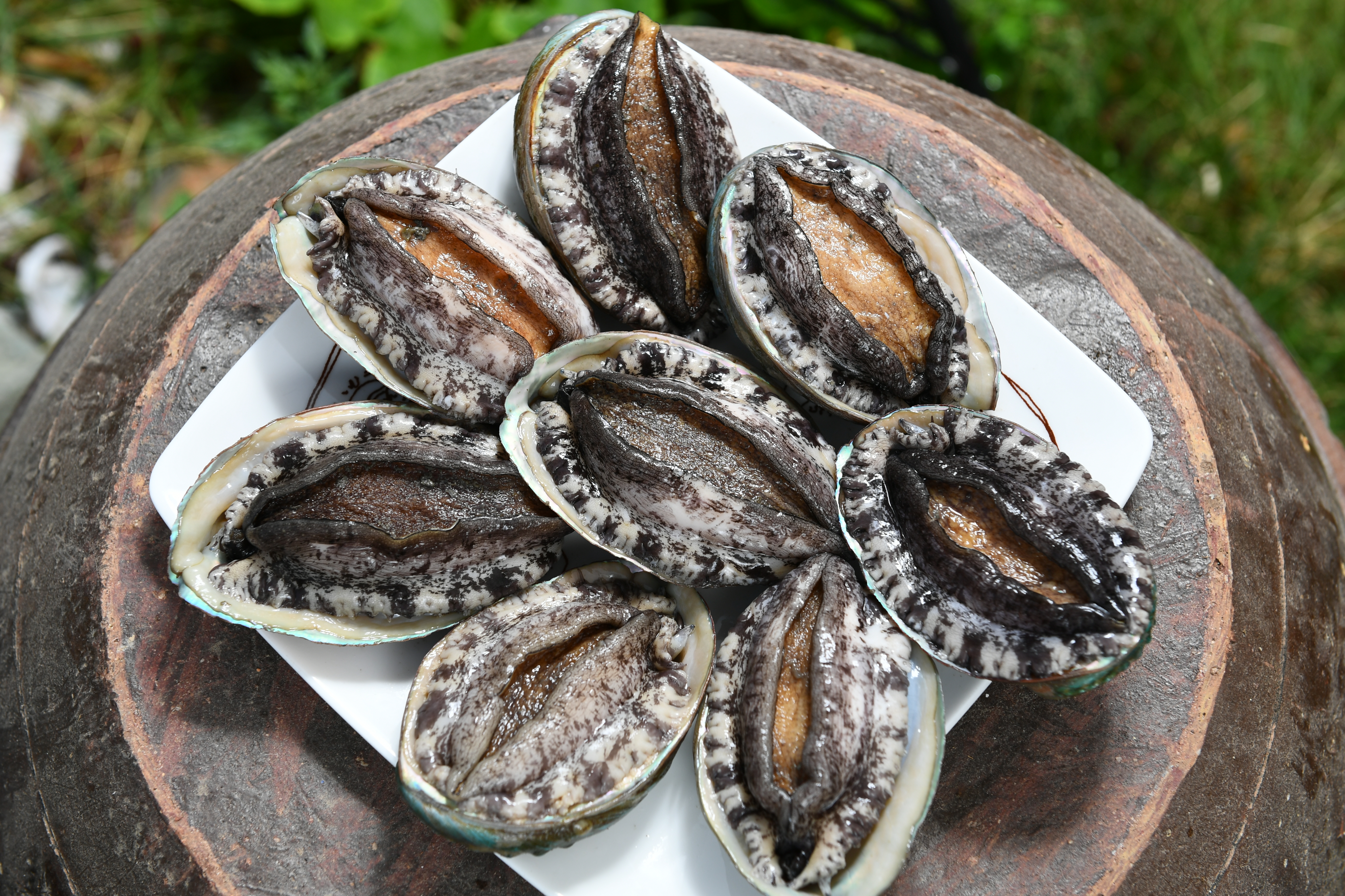 (설 전복선물세트)완도1호 왕특대전복 2kg(1kg 6-7미) 선물포장 이미지 3