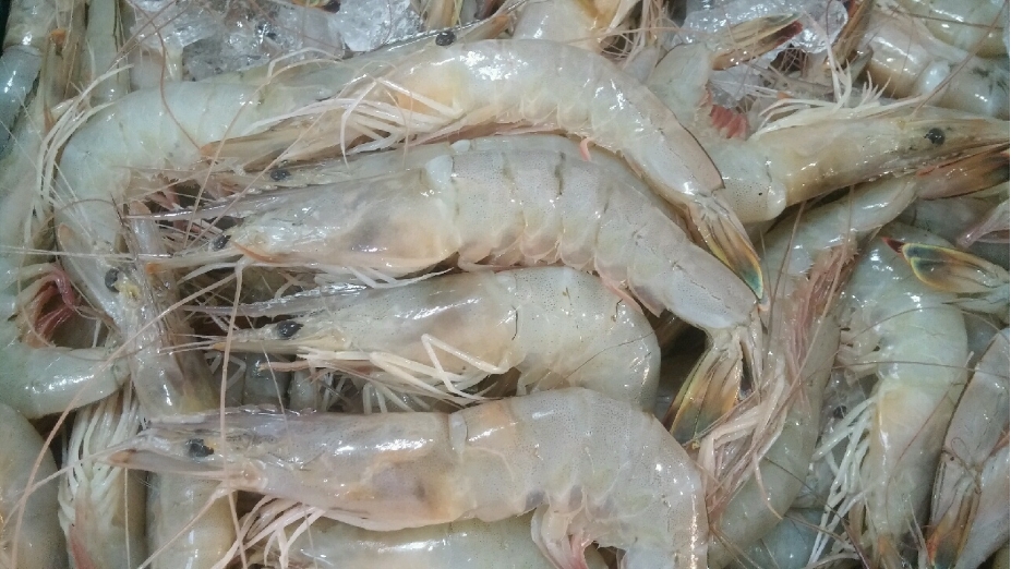 자연산대하 암대하 5-15마리 대하새우 왕새우 - 상세 이미지 2