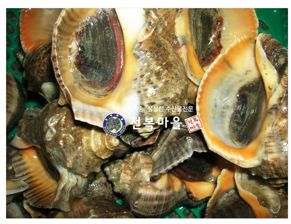 참소라 1kg 조개구이 소라구이 소라찜 (조업당일발송상품)