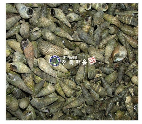 생물 바다다슬기 갯고동1kg 국산 갯고둥 바다고동 올갱이 살아있는고둥 이미지 2