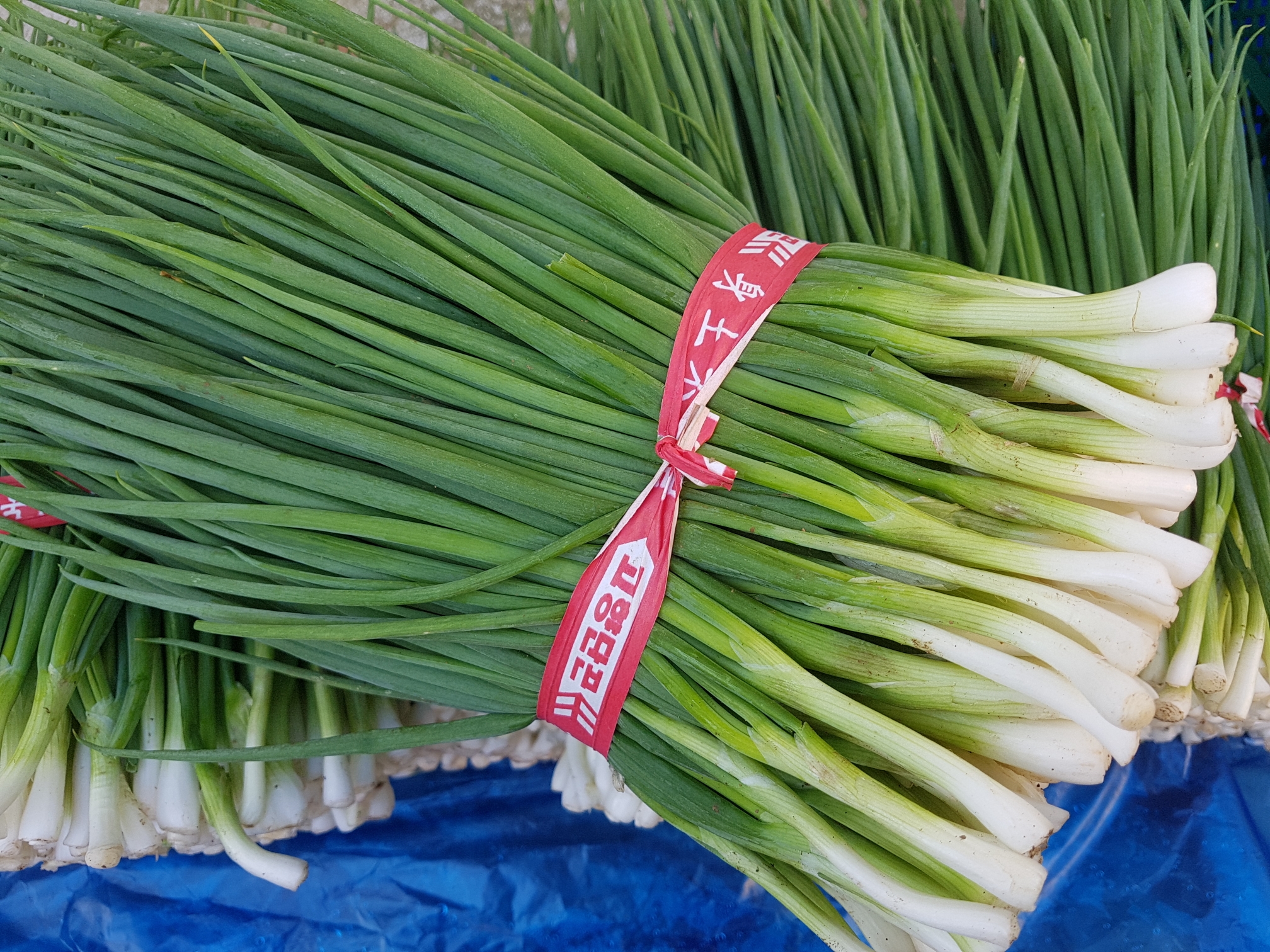 [직접재배] 당일손질 실파 잔파 흙쪽파 깐쪽파 맛있게 먹은 솔직 후기 - 대표 이미지