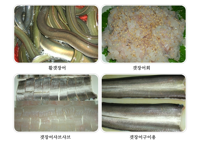 갯장어 하모샤브 최상급 500g 1kg 3-4미 샤브샤브 회 구이 - 상세 이미지 3
