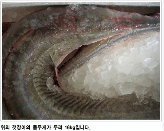 갯장어즙 하모진액 60포 참장어즙 바다장어즙 액기스 엑기스 - 상세 이미지 2