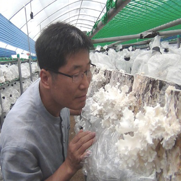 경신바이오 꽃송이버섯 효소 가루 효능 발효현미버섯 천 스틱형 405g - 상세 이미지 5