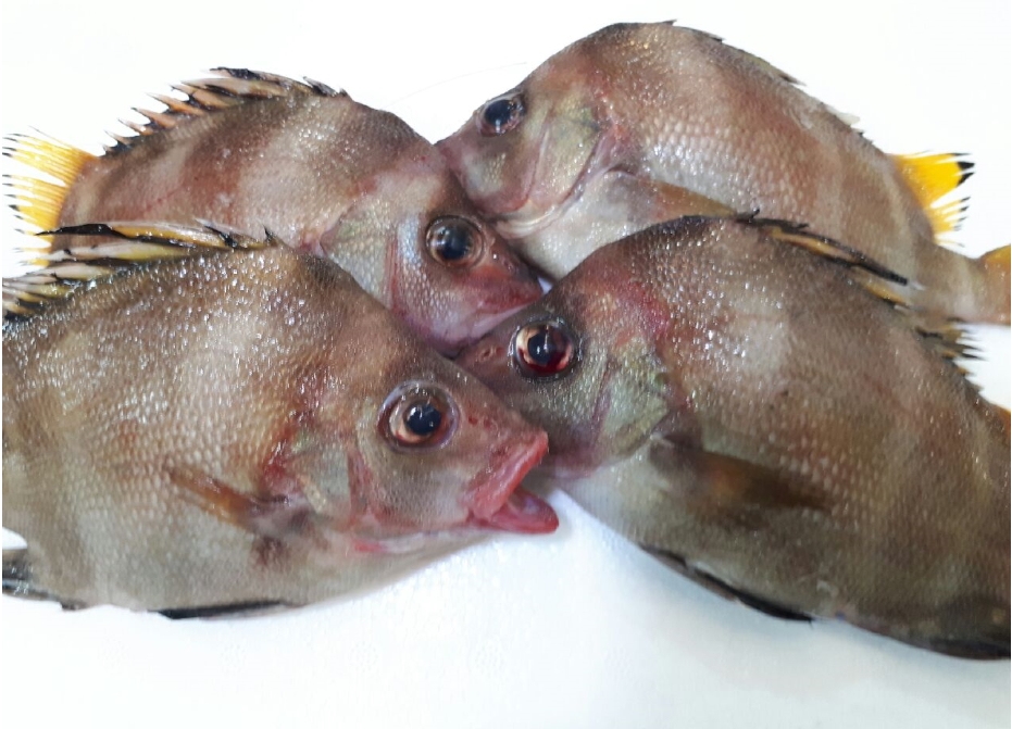 딱돔 금풍생이 1kg 군평선이 목포딱돔 여수군평선이 닷돔 샛서방고기 군평생이 - 상세 이미지 4