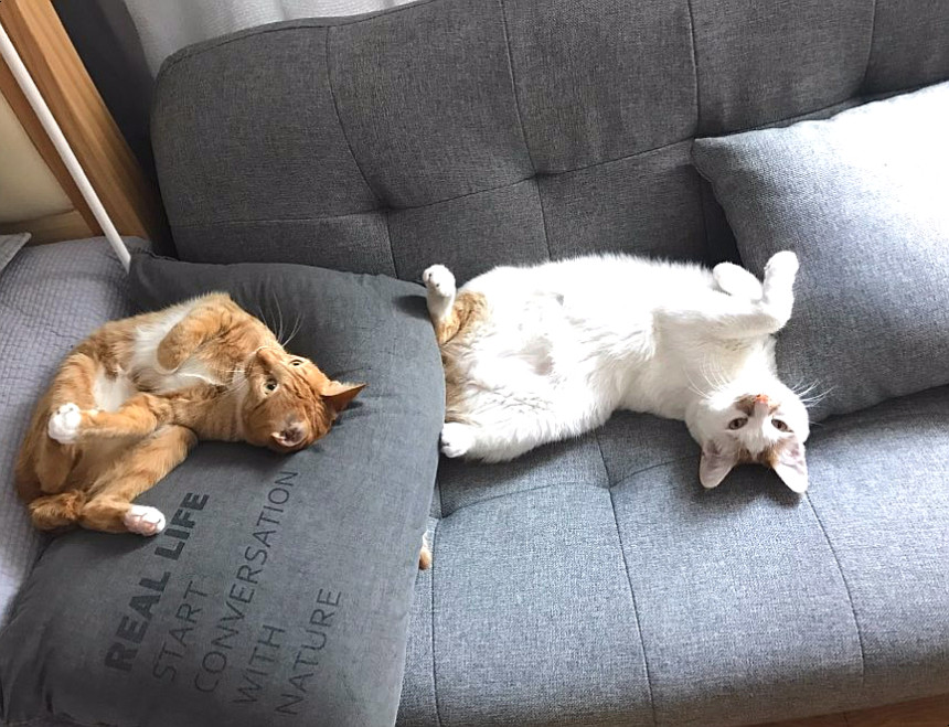 Luxury Soi Candle Gold Gift Package Set Housewarmi