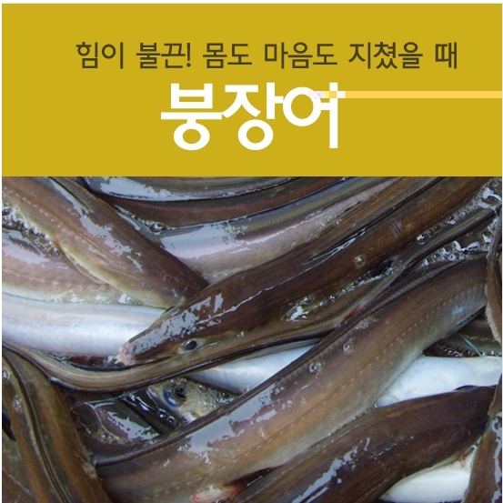 바다장어 구이용 500-1kg 생장어 장어구이 장어탕 아나고 붕장어 - 상세 이미지 2