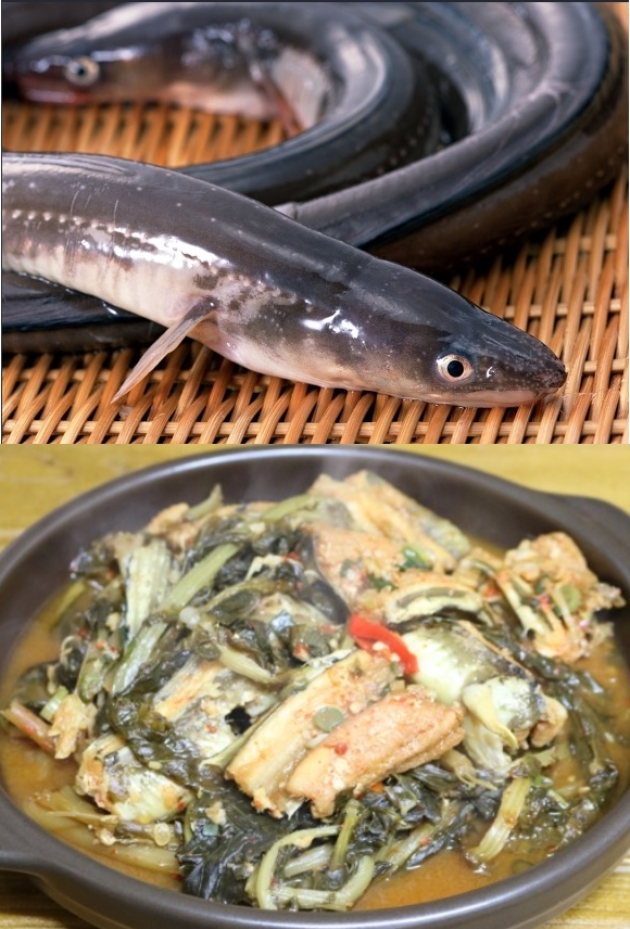 바다장어 붕장어 장어탕용 500-1kg 생장어 장어구이 장어탕 아나고 - 상세 이미지 2