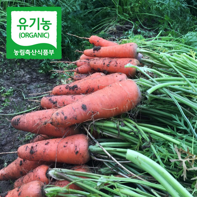 청주 유기농 당근 1kg 잎 미니당근 잎달린 촬영용 이유식 라페 가니쉬 무농약 이미지 4