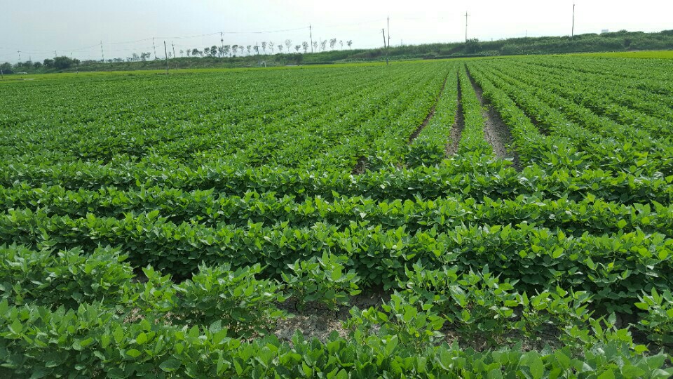 <b><p>Laras Fm Baked tofu, mium Choose 7 Korean</p></b><b><p>ララパーム 焼き豆腐、 中 選択 7 Korean大豆100％ ピクミセット 鶏の胸肉</p></b><br /><br /><p align='center'>