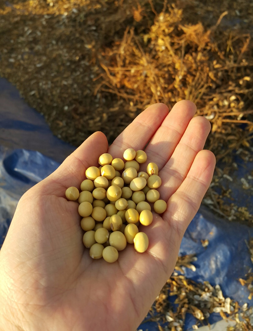 <b><p>Laras Fm Baked tofu, mium Choose 7 Korean</p></b><b><p>ララパーム 焼き豆腐、 中 選択 7 Korean大豆100％ ピクミセット 鶏の胸肉</p></b><br /><br /><p align='center'>