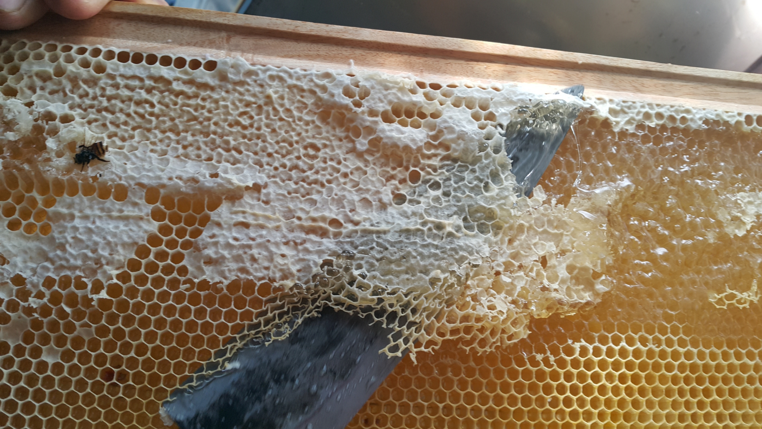 야생화꿀 다화꿀 잡화꿀 2.4kg 자연숙성 천연벌꿀 이미지 6