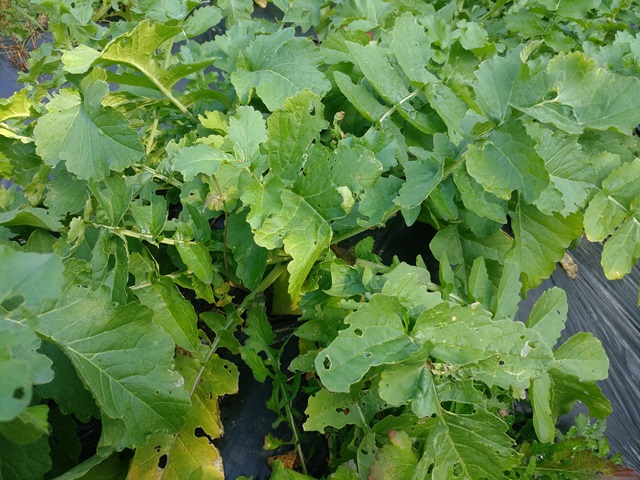 친환경 무우말랭이차 1kg 자연건조 - 상세 이미지 3