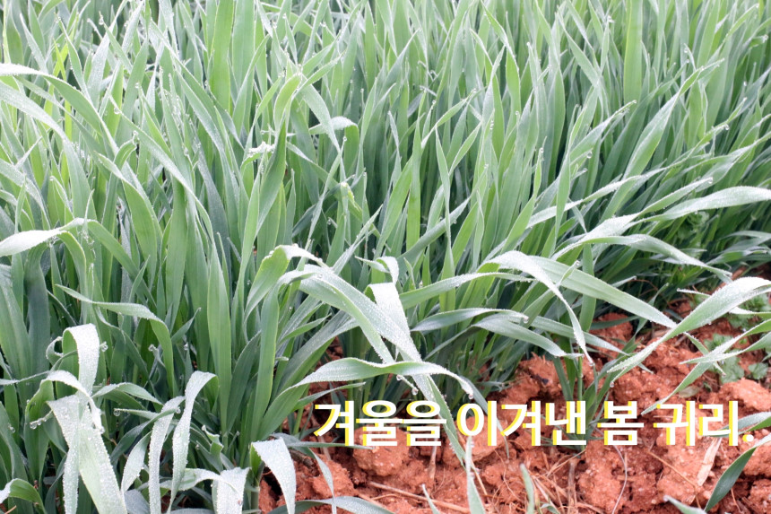 <b><p>Oat flour Korean Zipper pack Ping T Bu Hlthy</p></b><b><p>オートミール 韓国語 ジポペク 包装 ミスト 扶安 健康食 線 おやつ</p></b><br /><br /><p align='center'>