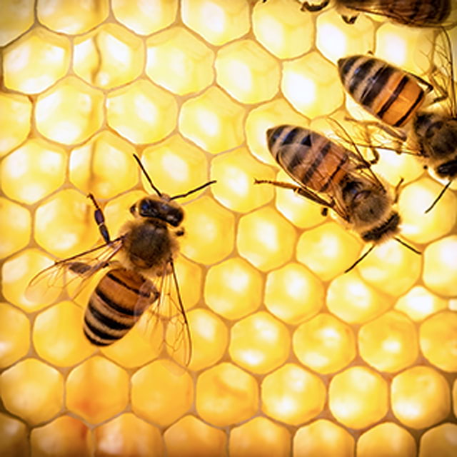 로얄제리 분말 캐나다 로열젤리 3통+1 - 상세 이미지 4