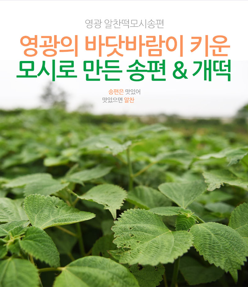 (알찬송편) 영광 알찬모시송편[참깨,흑임자,기피,통동부,개떡][20개] [원산지:상세설명에 표시]