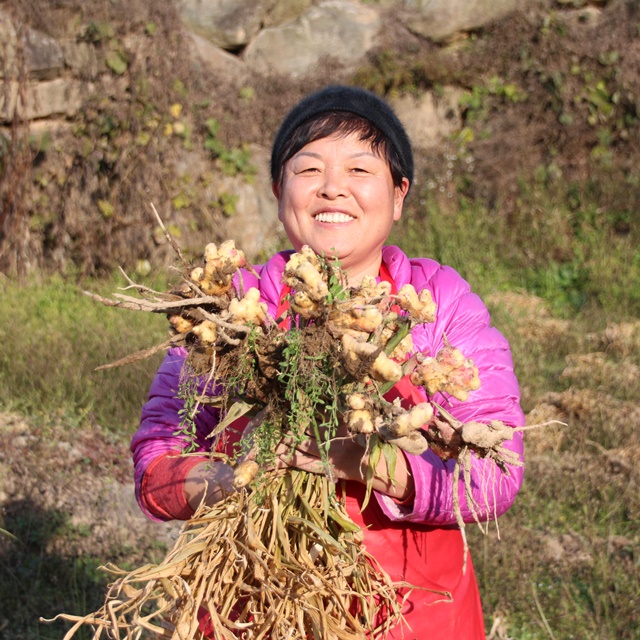 정경아 찐 생강가루 80g 무설탕 생강차 분말 즙 스틱 토종 국산