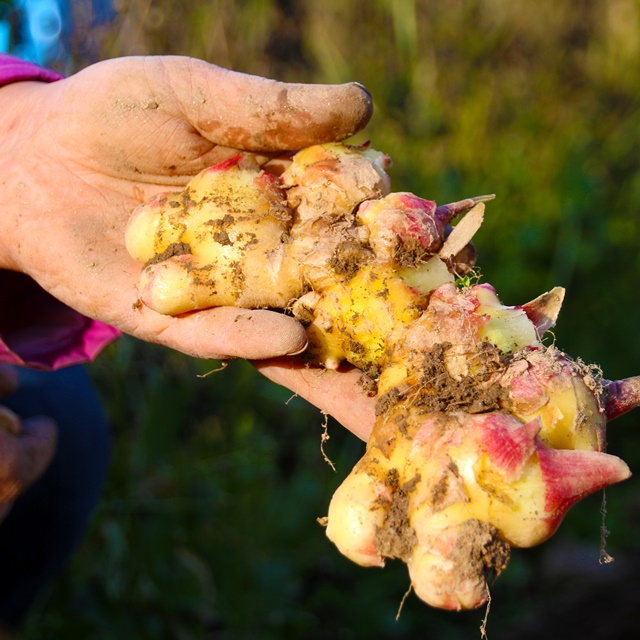 정경아 찐 생강가루 80g 무설탕 생강차 분말 즙 스틱 토종 국산