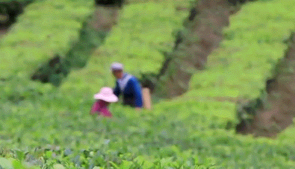 <b><p>never Boy tea extract powd Gallan efficy</p></b><b><p>絶対 プーアル茶 エキス 粉末 葛山 効能 - 中国の雲南省 原料 Korean製造</p></b><br /><br /><p align='center'>