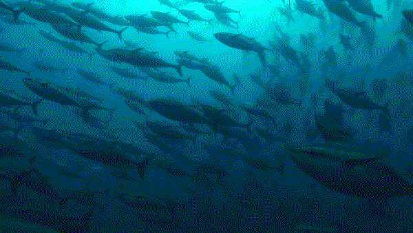 <b><p>never Boy tea extract powd Gallan efficy</p></b><b><p>絶対 プーアル茶 エキス 粉末 葛山 効能 - 中国の雲南省 原料 Korean製造</p></b><br /><br /><p align='center'>