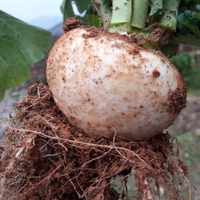 한국기행 무엿 서리맞은 무조청 환절기 건강관리 마늘생강도라지수수 엿기름 정경아 조청