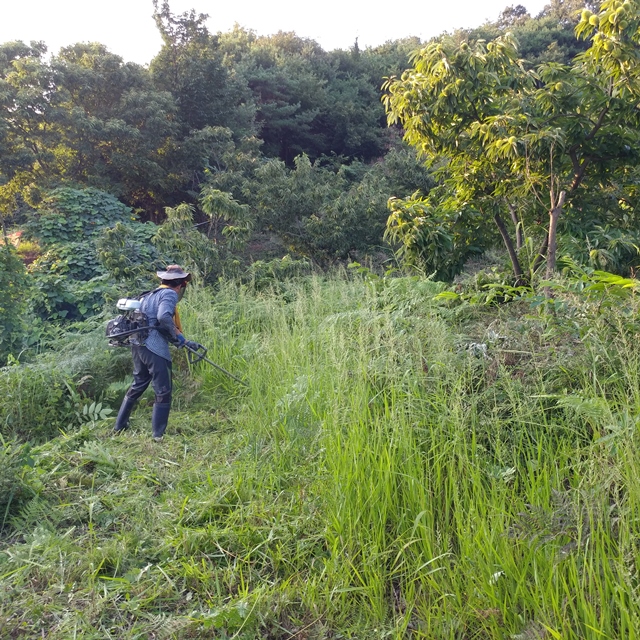 유기농 깐밤 생율부여 깐밤 후기 깐밤 구매가이드 유기농 밤