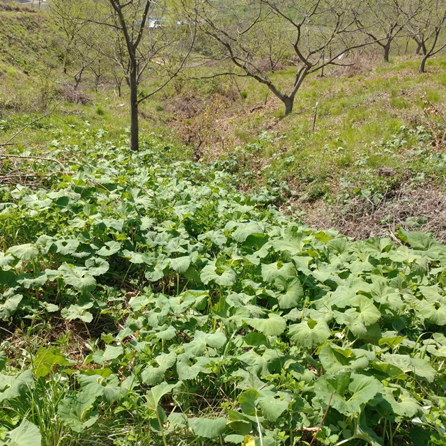 친환경 머위잎차 300g 부여 봄나물 - 상세 이미지 5