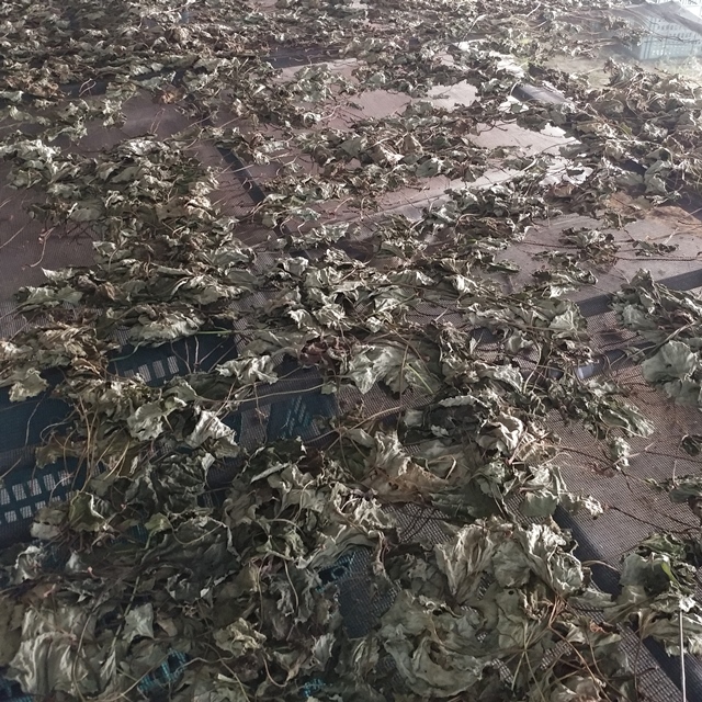 친환경 머위잎차 300g 부여 봄나물 이미지 8