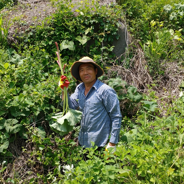 친환경 머위잎차 300g 부여 봄나물 - 상세 이미지 3