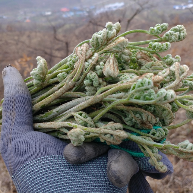 자연산 유기농 산취나물 삶은나물  1kg - 상세 이미지 4