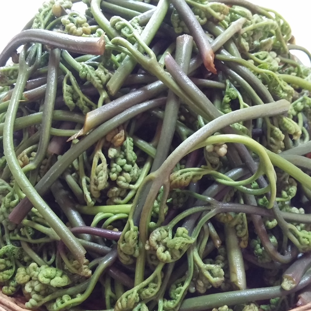유기농 삶은 고사리 1kg 부여 햇고사리