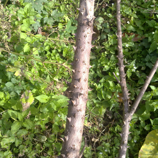 20년근 장생 오가피즙 30포 오가피진액 오갈피 관절 뼈 건강 이미지 4