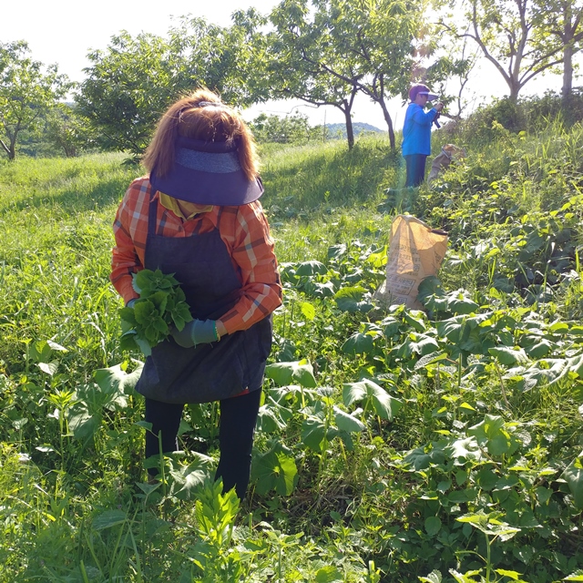 부여 친환경송편 재료 삶은모시 떡용1kg - 상세 이미지 3
