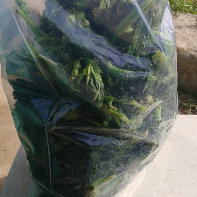 부여 친환경송편 재료 삶은모시 떡용1kg 이미지 8