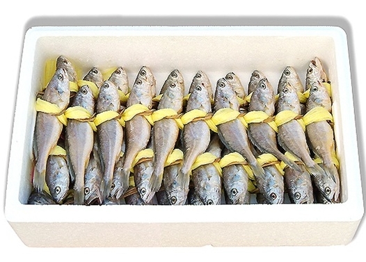 영광굴비 장대굴비3호 20마리 법성포굴비 선물용 참조기