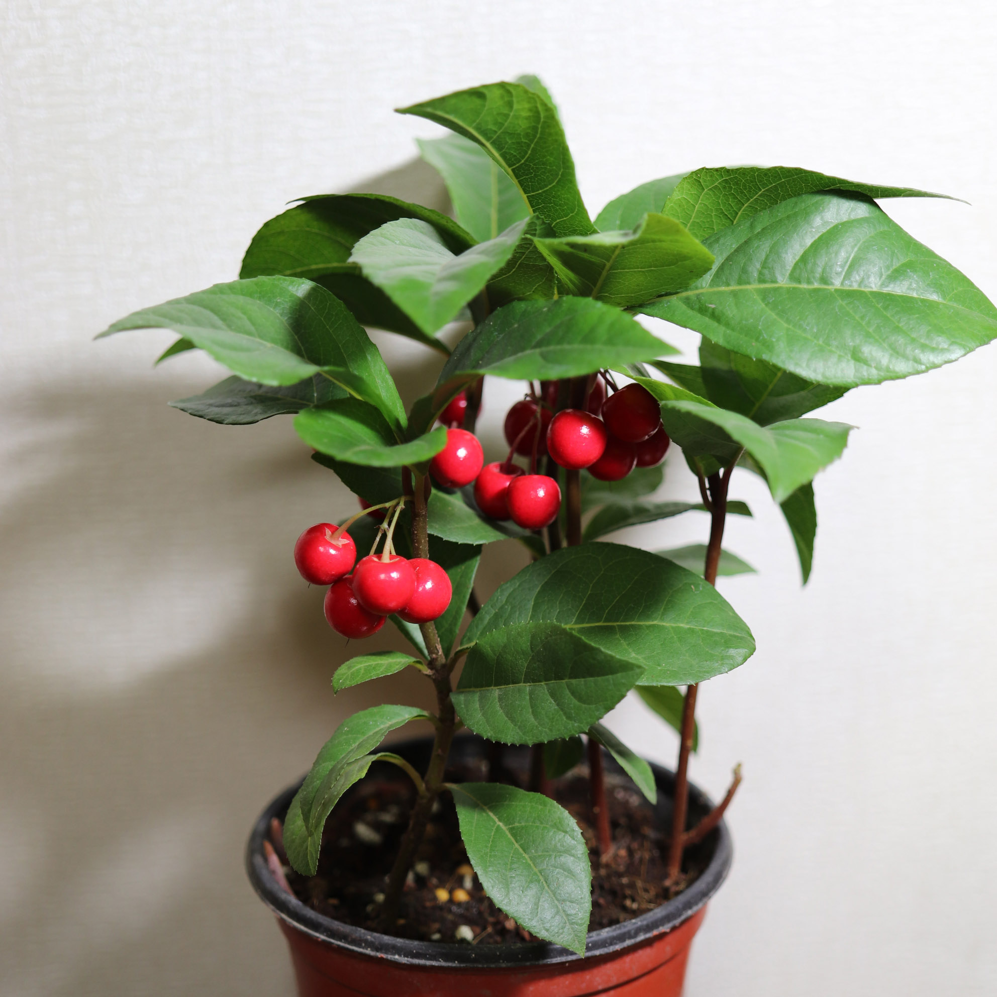 천냥금 돈들어오는식물 그늘 음지 거실 키우기 자금우 실내공기정화식물