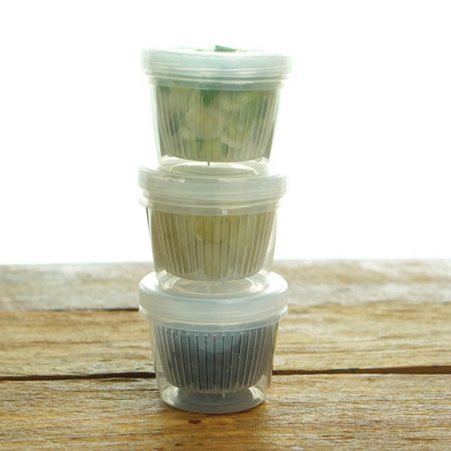 일본 채반 원형용기 500ml 파통 과일 보관용기 캐니스터 - 상품 이미지