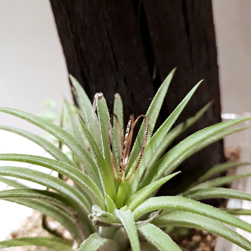 <b><p>14K Layered Thad ring Ace Woman shopp ll</p></b><b><p>14K 重ね着 糸リング エキ 女性 ショッピモール 検知</p></b><br /><br /><p align='center'>