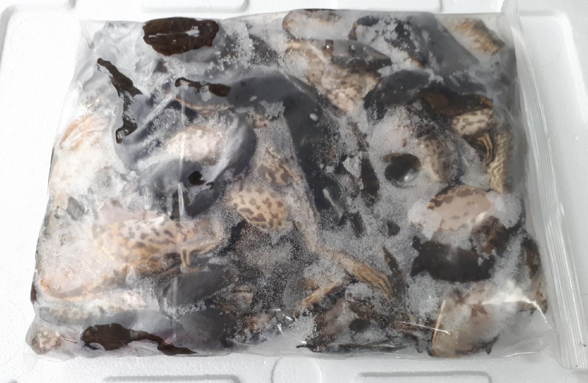 황소개구리(냉동) 4kg 식용개구리 개구리진액 - 상세 이미지 2