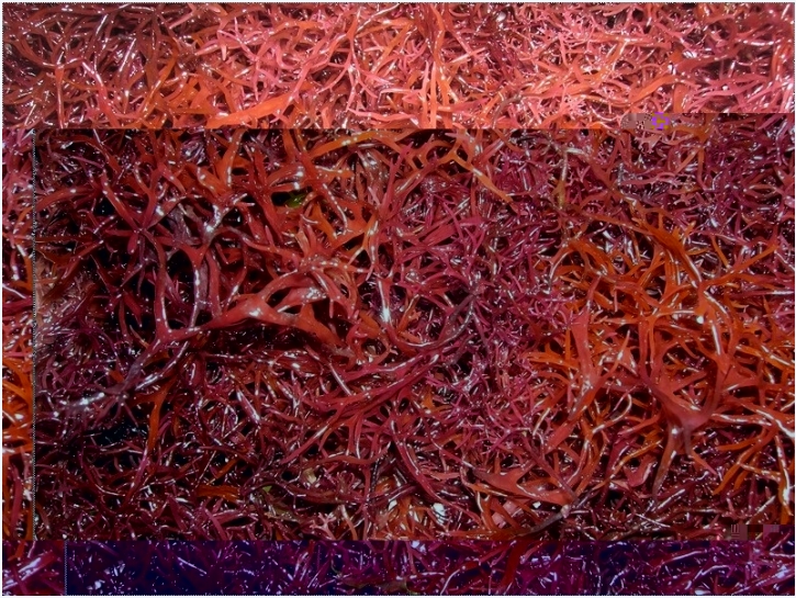 세모가사리 빨강해초 가사리 200g 붉은해초 건해초 가시리 비빔밥 셀러드 - 상세 이미지 3