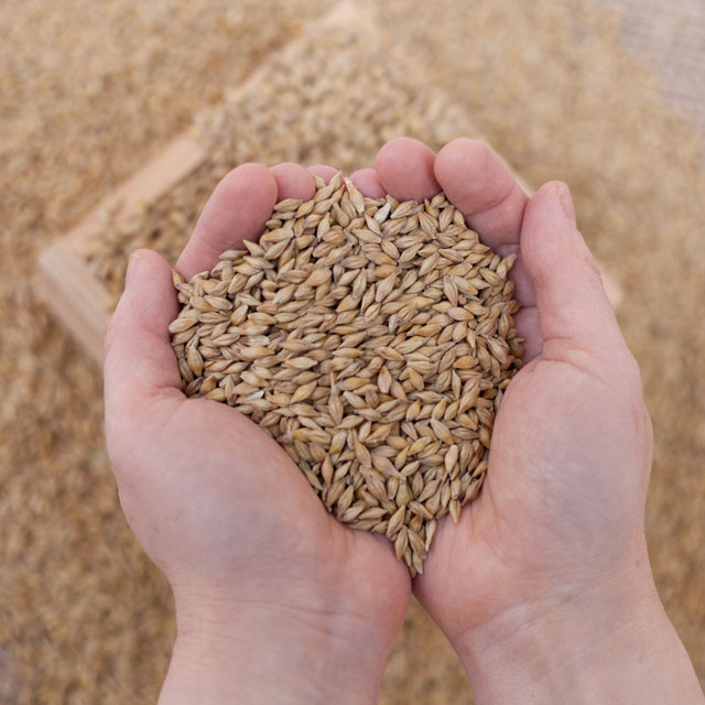 2025년 햇 겉보리 엿기름 국산 통겉보리 5kg 새싹보리씨앗