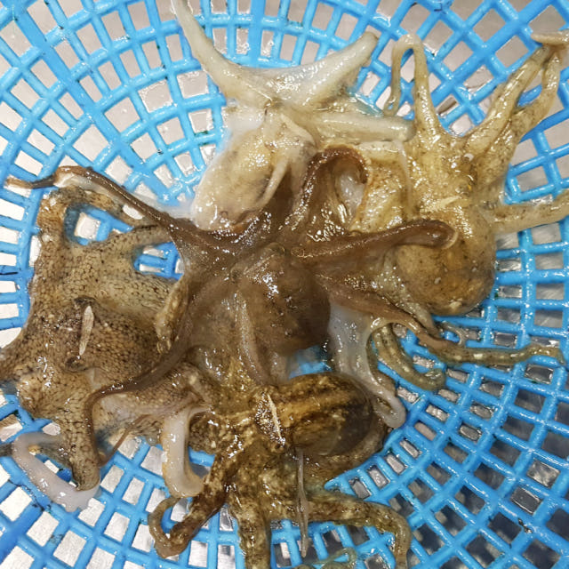 국내산 생물 활 쭈꾸미 1kg