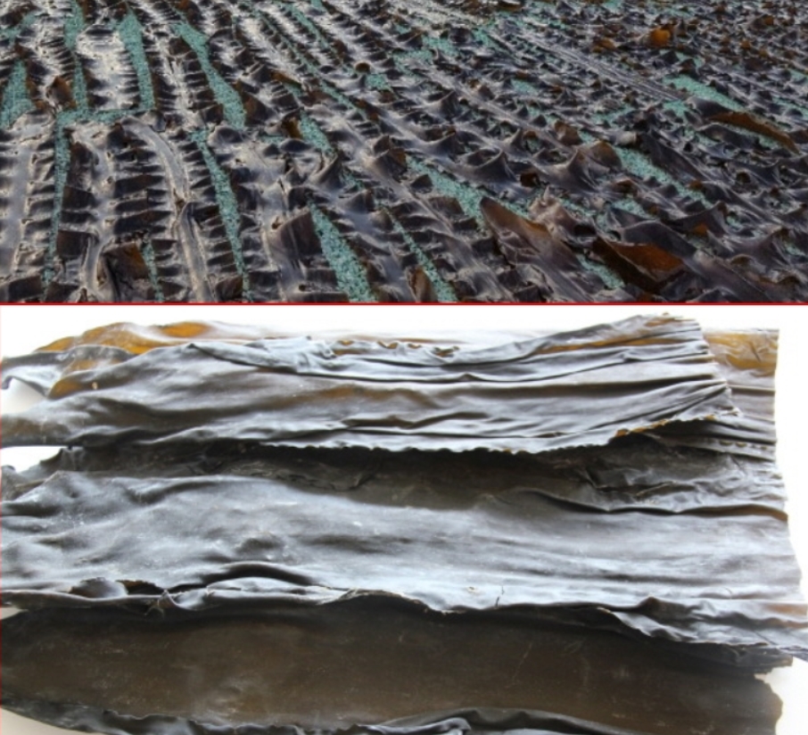 건다시마(말린다시마) 350g 국물용다시마 해초육수용 - 상세 이미지 2