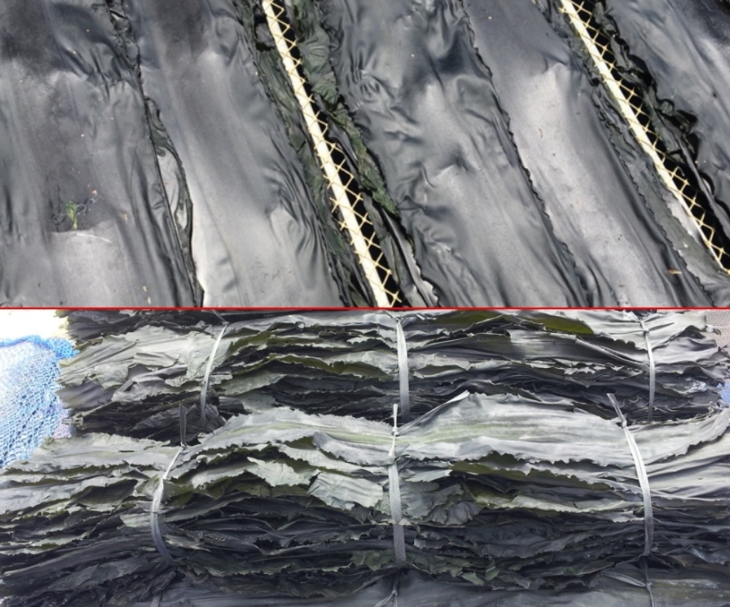 건다시마(말린다시마) 350g 국물용다시마 해초육수용 - 상세 이미지 3