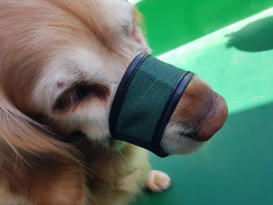 애견 입마개 소형 중형 대형견 강아지 훈련용품 BB-1 빨강 1호(입둘레8cm) - 상세 이미지 2